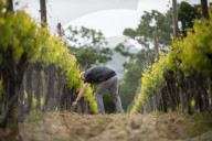 Inspecting budding grapes in a vineyard in Sussex in the UK