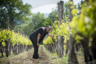 Inspecting budding grapes in a vineyard in Sussex in the UK