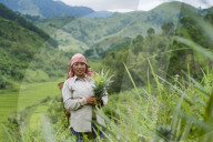 A girl harvests pineapples in Northeast India, India, Asia