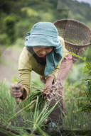 A girl collects spring onions on the verdant green slopes of Manipur in north east India, India, Asia