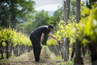 Inspecting budding grapes in a vineyard in Sussex in the UK