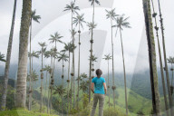 Standing among Wax palms which are the highest in the world in the Cocora valley in Colombia. The lanky tree is the world's