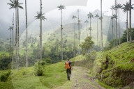Walking through Wax palms which are the highest in the world in the Cocora valley in Colombia. The lanky tree is the world's