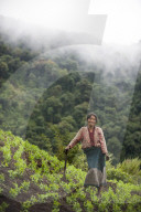 A woman working in pea field in north east India, India, Asia