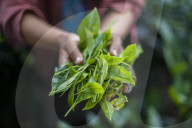 A girl collects tea leaves in the state of Meghalaya in north east India, India, Asia