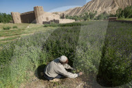 A farmer cuts purple flowers which will be used as fodder, Bamiyan Province, Afghanistan, Asia