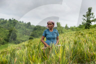 A Marma woman clearing weeds in a ginger field in the Chittagong Hill Tracts, Bangladesh, Asia
