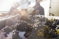 Sorting freshly harvested grapes at a winery in the Alto Douro region of Portugal, Europe