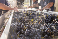 Sorting freshly harvested grapes at a winery in the Alto Douro region of Portugal, Europe