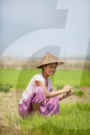 A woman harvests young rice into bundles which will be re-planted spaced further apart using more paddies to allow the rice to grow, Kachin State, Myanmar (Burma), Asia