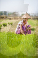 A woman harvests young rice into bundles which will be re-planted spaced further apart using more paddies to allow the rice to grow, Kachin State, Myanmar (Burma), Asia