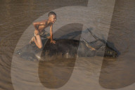 A boy takes his buffalo into Inle Lake for a wash, Shan State, Myanmar (Burma), Asia
