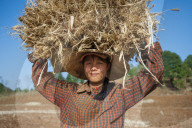 A girl carries a bundle of freshly harvested wheat on her head, near Pindaya in Shan State, Myanmar (Burma), Asia