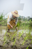 A woman plants rice in paddies near Myitkyina, Myanmar (Burma), Asia