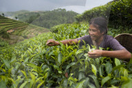 A woman collects tea leaves on a Puer tea estate in Yunnan Province, China, Asia