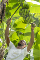 A man harvests bananas in Castara Bay on the Caribbean island of Tobago