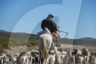 A Gaucho on horseback herding goats along Route 40 in Argentina