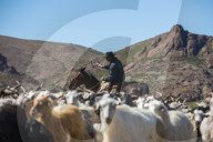 A Gaucho on horseback herding goats along Route 40 in Argentina