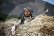 An man from the Panjshir valley in Afghanistan holds a freshly harvested bundle of wheat