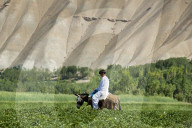 Local transportation: a boy goes to market through potato fields.