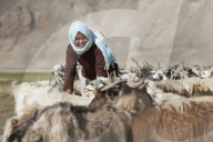A nomad woman collects her goats together for milking, wool extraction and a quick health inspection before her husband takes th