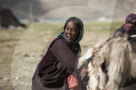 A nomad woman collects her goats together for milking, wool extraction and a quick health inspection before her husband takes th