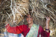A woman carries a big pile of fodder home to feed the animals in India