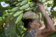 A woman carries freshly harvested bananas on her head in Bangladesh