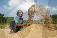 A woman in the Chittangong Hill Tracts in Bangladesh throws rice up into the air with her hands while someone else fans air thro