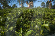 A woman collects tea leaves in Assam in north east India, India, Asia