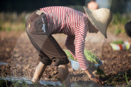A woman working in the fields plants vegetables in Yunnan province in China