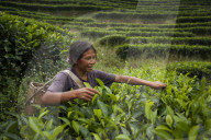 Picking tea leaves on a Puer tea estate in the Yunnan Province in China