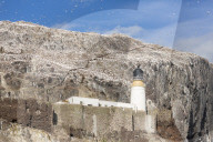 Gannets on Bass Rock, East Lothian, Scotland, March 2016