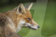 Red fox head portrait, Suffolk, UK.