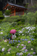 Rainy day during hydrangea season, Mimuroto-ji temple