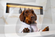 FEATURE - Nobu Hotel in London kleidet Hunde der Gäste in feinste Plüschmäntel