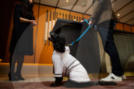 FEATURE - Nobu Hotel in London kleidet Hunde der Gäste in feinste Plüschmäntel