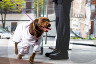 FEATURE - Nobu Hotel in London kleidet Hunde der Gäste in feinste Plüschmäntel