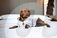 FEATURE - Nobu Hotel in London kleidet Hunde der Gäste in feinste Plüschmäntel