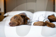 FEATURE - Nobu Hotel in London kleidet Hunde der Gäste in feinste Plüschmäntel