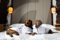 FEATURE - Nobu Hotel in London kleidet Hunde der Gäste in feinste Plüschmäntel