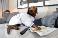 FEATURE - Nobu Hotel in London kleidet Hunde der Gäste in feinste Plüschmäntel