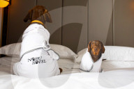 FEATURE - Nobu Hotel in London kleidet Hunde der Gäste in feinste Plüschmäntel
