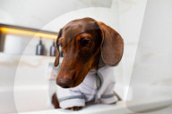FEATURE - Nobu Hotel in London kleidet Hunde der Gäste in feinste Plüschmäntel