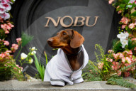 FEATURE - Nobu Hotel in London kleidet Hunde der Gäste in feinste Plüschmäntel