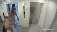 FEATURE - Mann versucht, sein Pferd in einen Aufzug eines Wohnblocks in Tel Aviv zu bringen