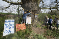Activists fight to save 550-year-old oak threatened by new Shrewsbury road. Objectors say relief road contradicts council’s net zero target and will damage local wildlife sites