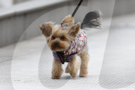WIndy London weather