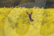 FEATURE -  Springlebendig: Rehe in einem Rapsfeld in Somerset