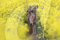 FEATURE -  Springlebendig: Rehe in einem Rapsfeld in Somerset